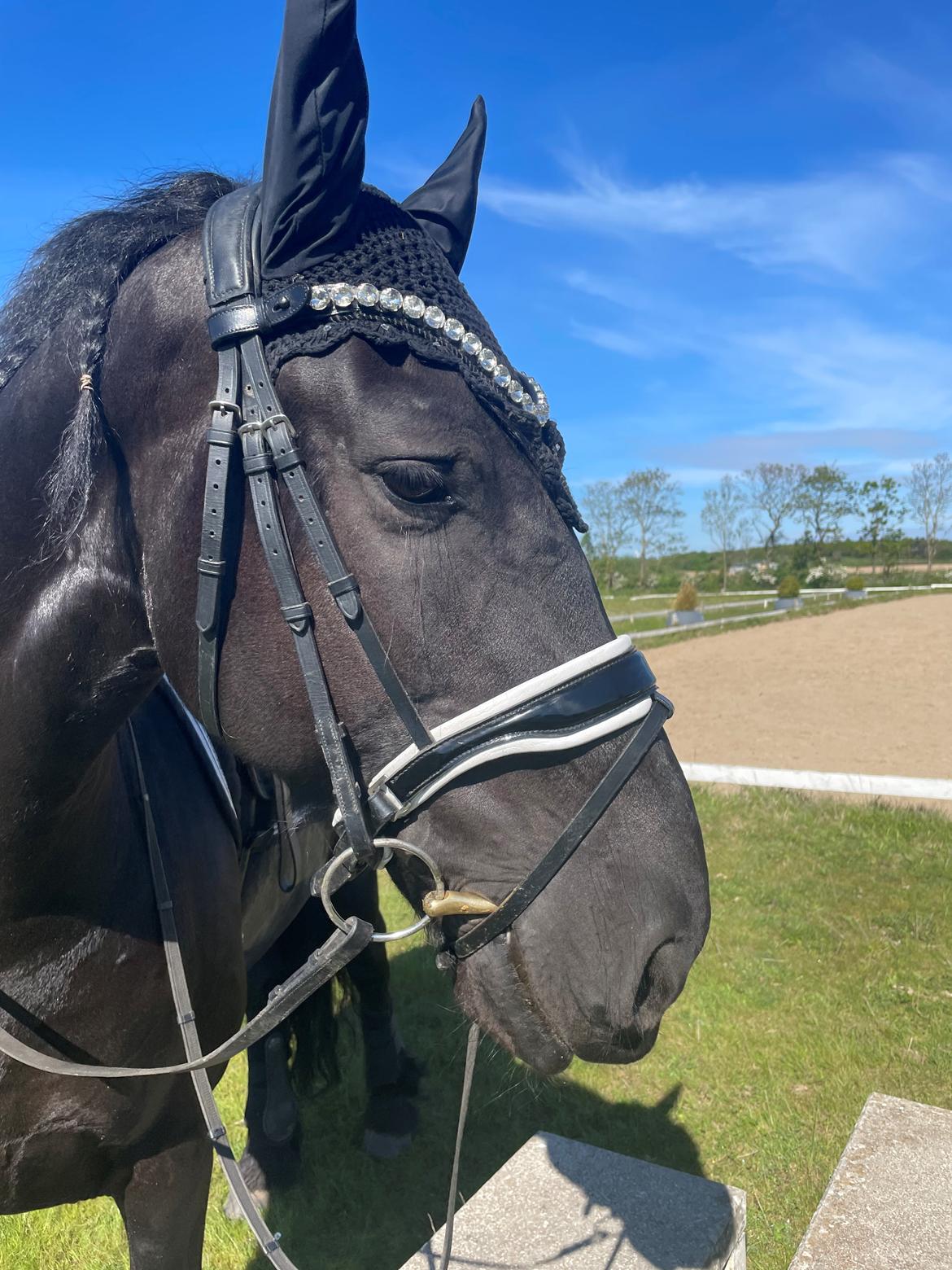 Frieser Anton fan stald barok billede 17