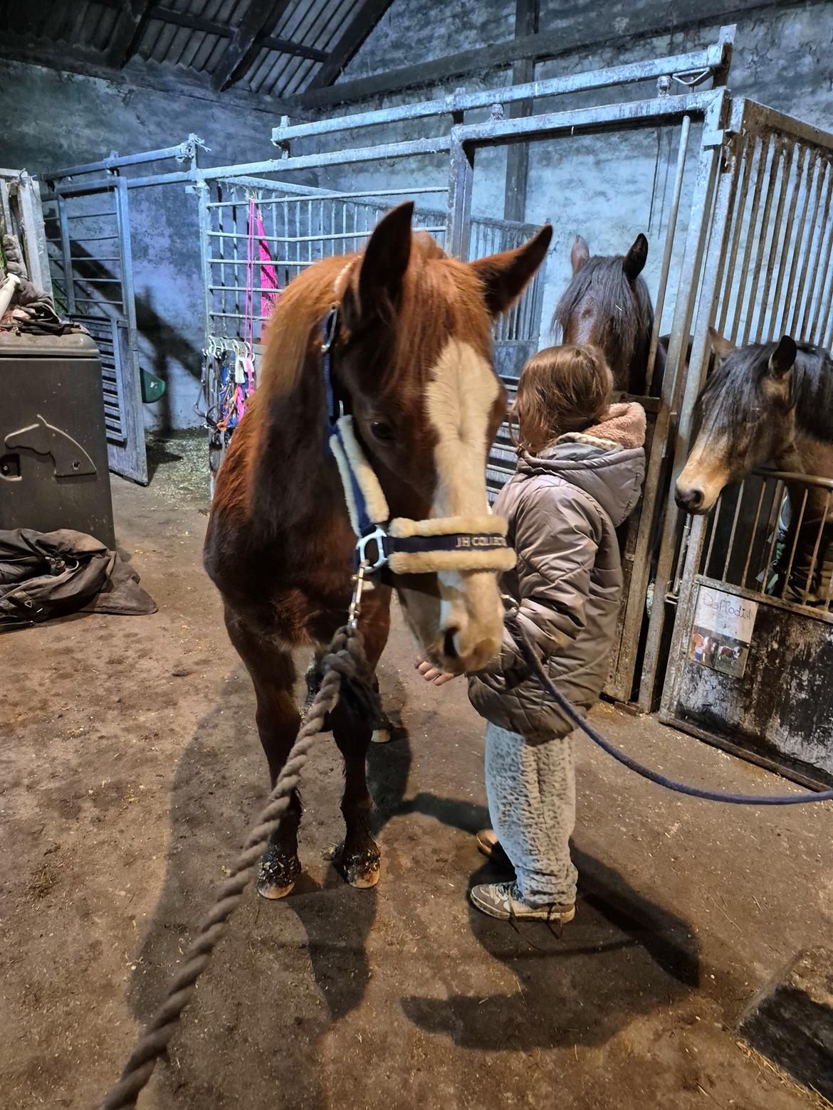 Oldenborg Whasti billede 19