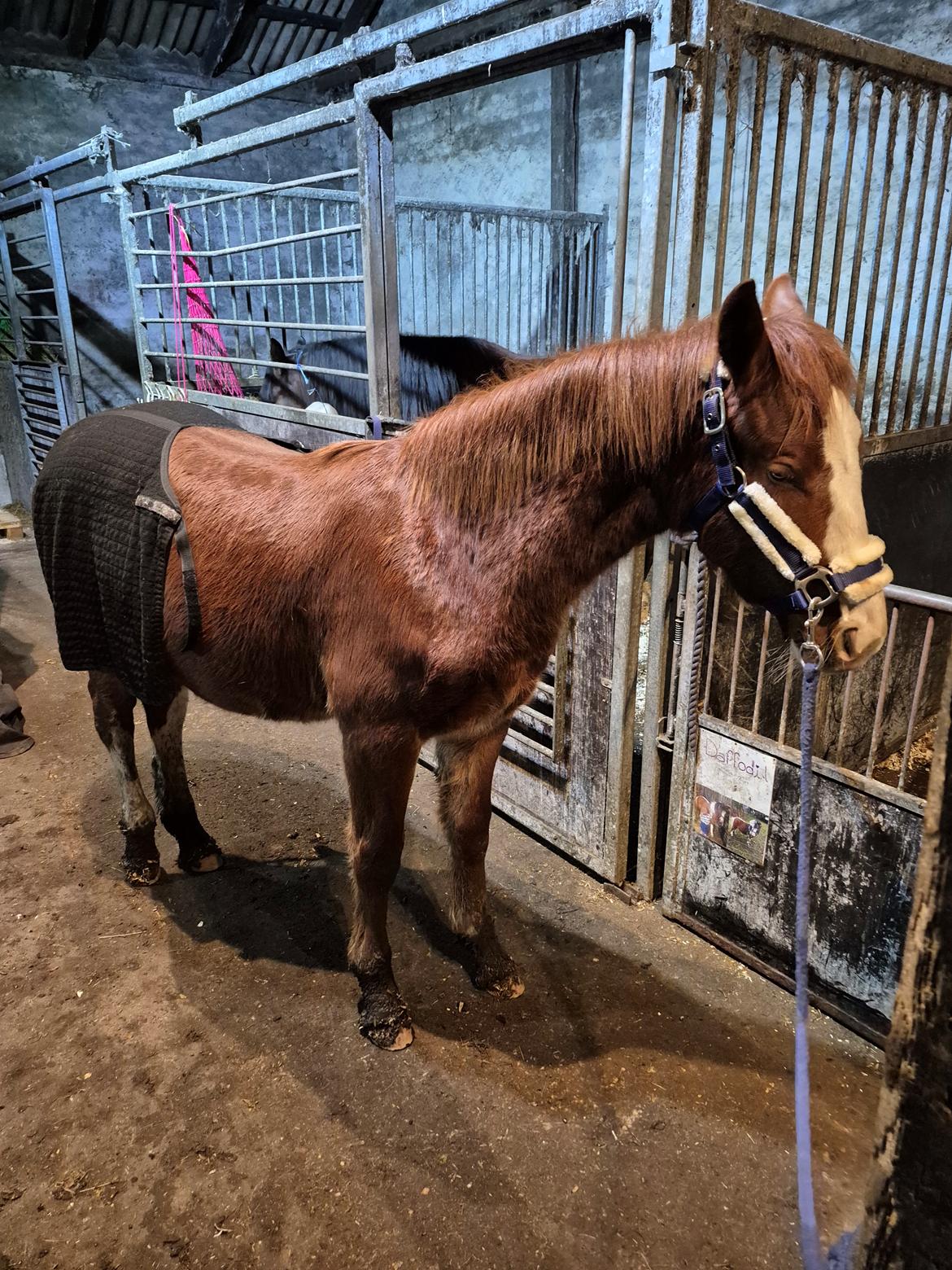 Oldenborg Whasti billede 20