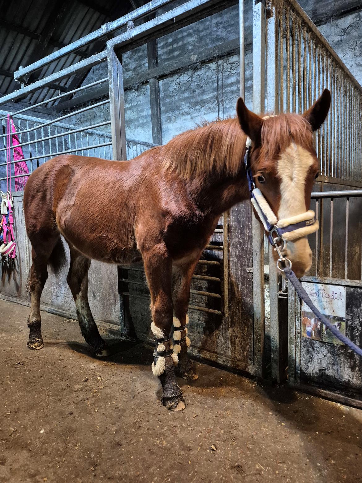 Oldenborg Whasti billede 21