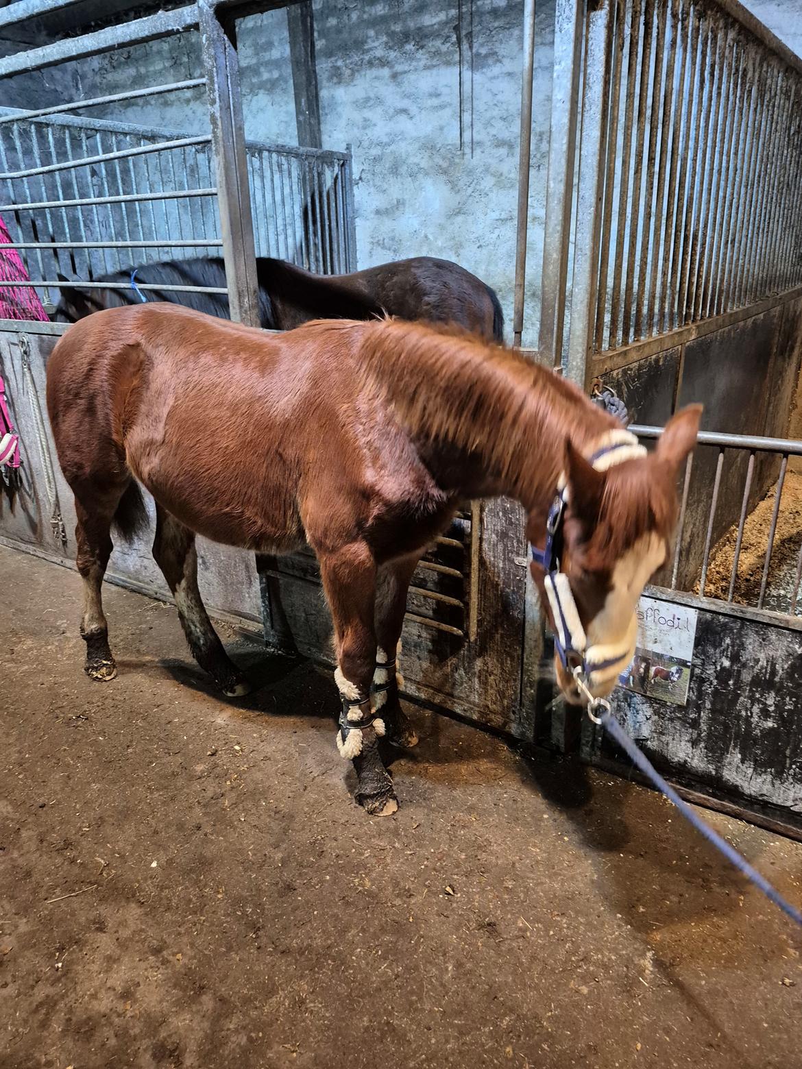 Oldenborg Whasti billede 22