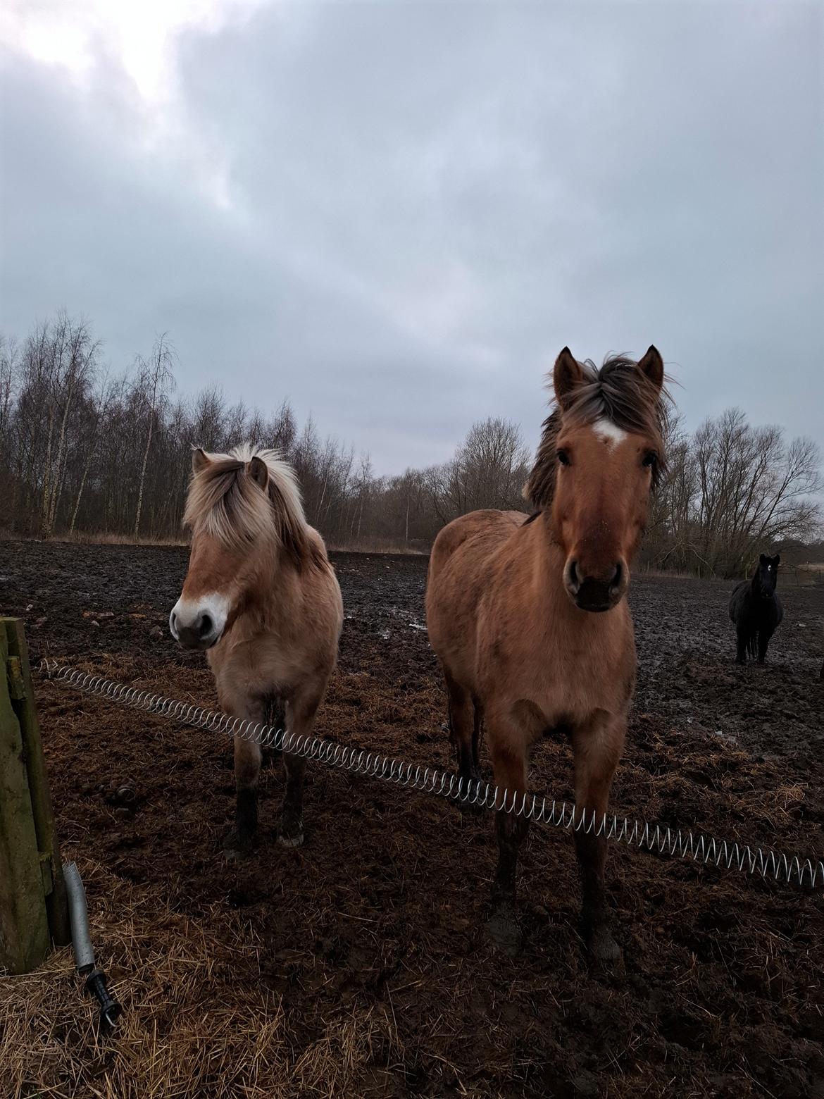 Fjordhest Vagn vildur billede 5
