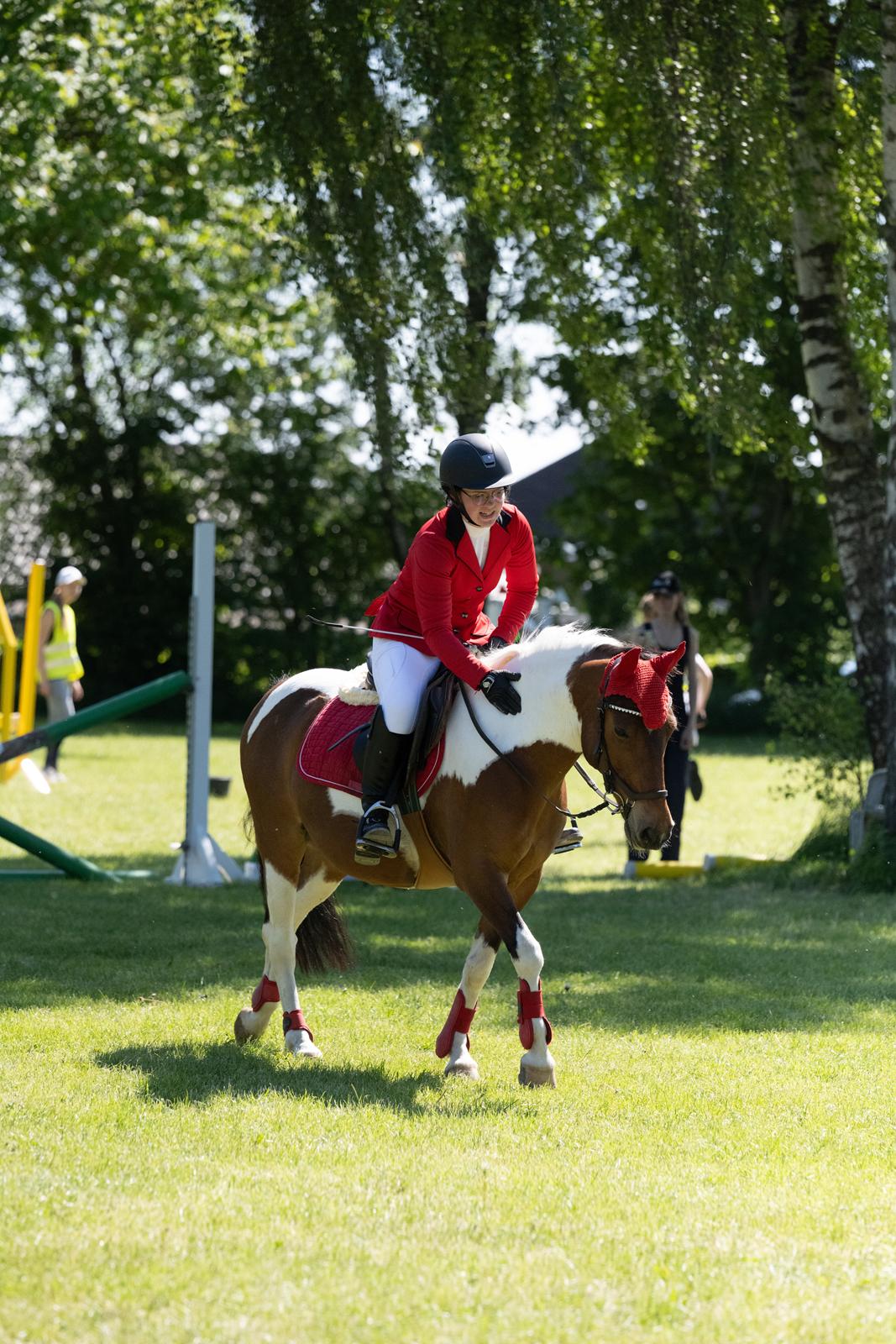 Anden særlig race Jolly billede 7