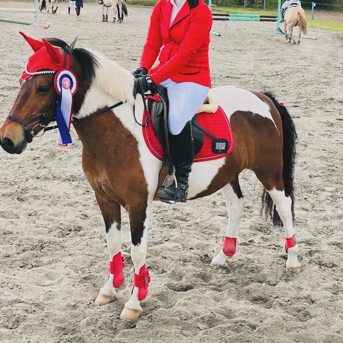 Anden særlig race Jolly billede 8