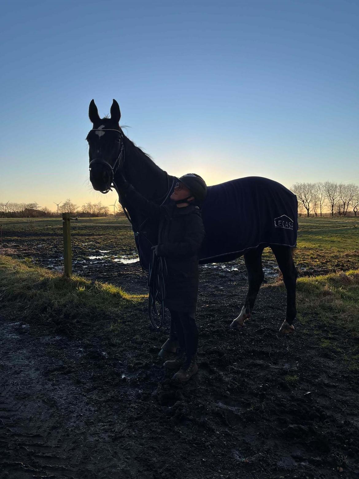 Hannoveraner Conquistador billede 2