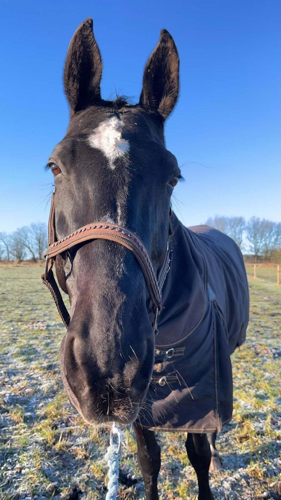 Hannoveraner Conquistador billede 17