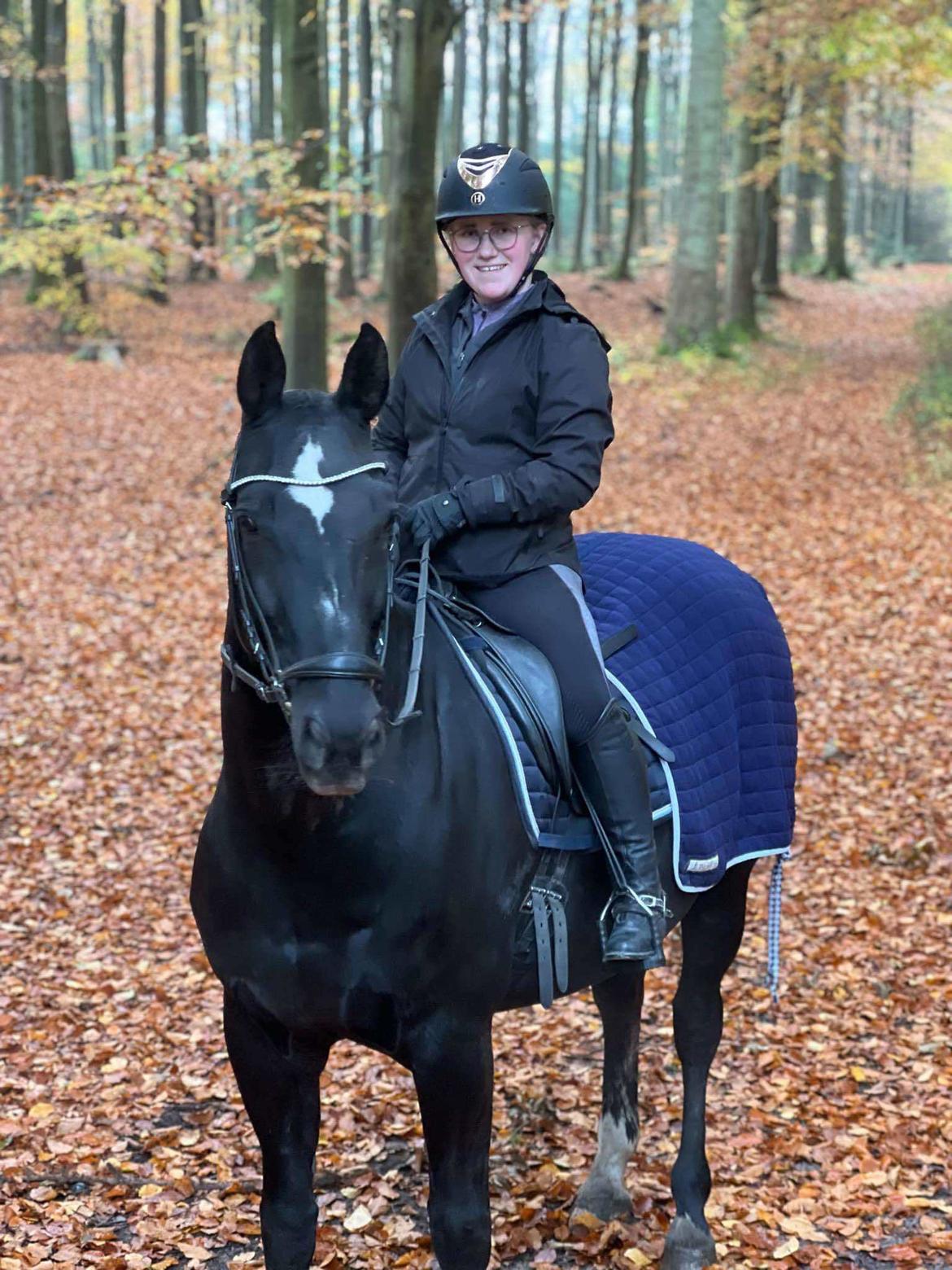 Hannoveraner Conquistador billede 8