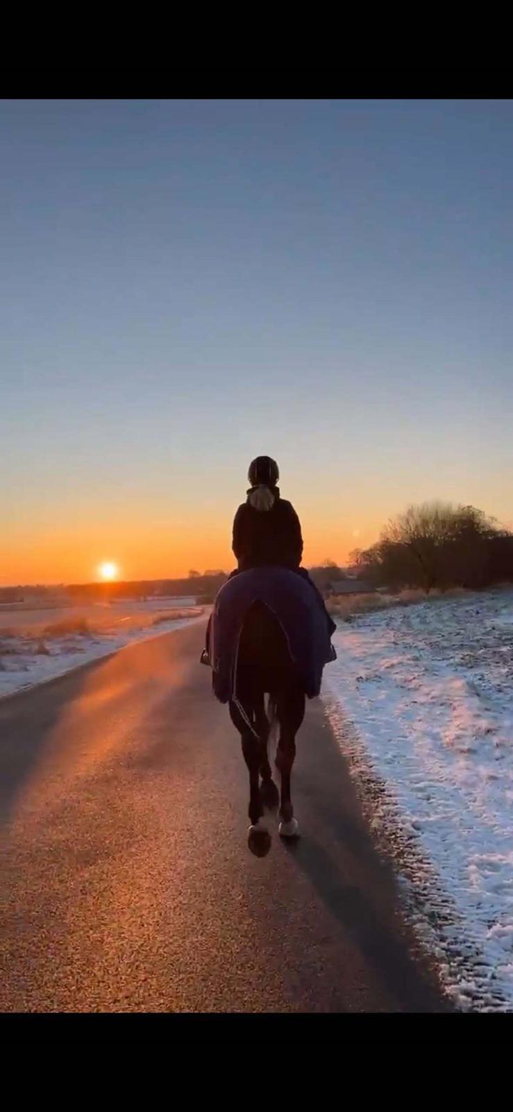 Hannoveraner Conquistador billede 13