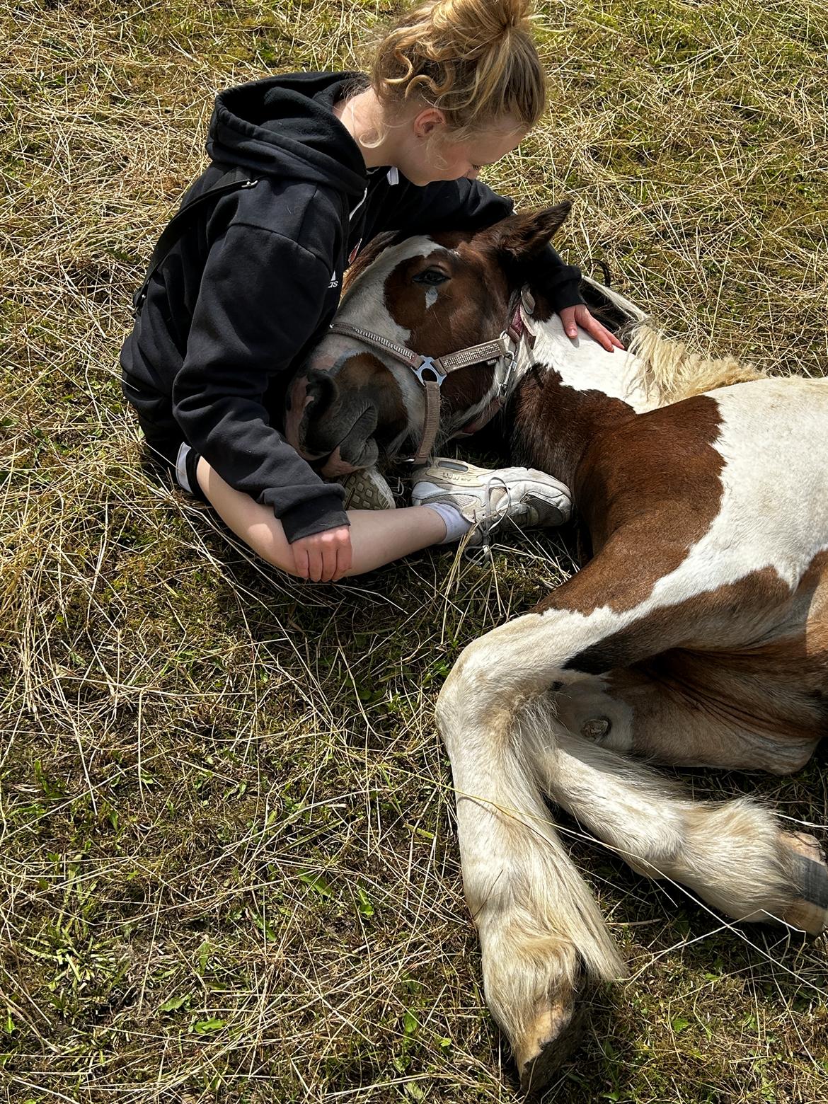 Tinker Ahlmann's brown girl tessa ( Solgt)  billede 1