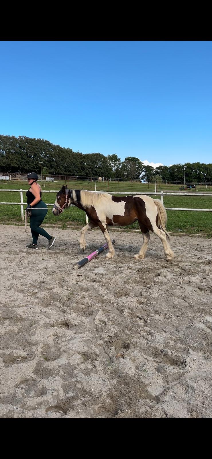 Tinker Ahlmann's brown girl tessa ( Solgt)  billede 2