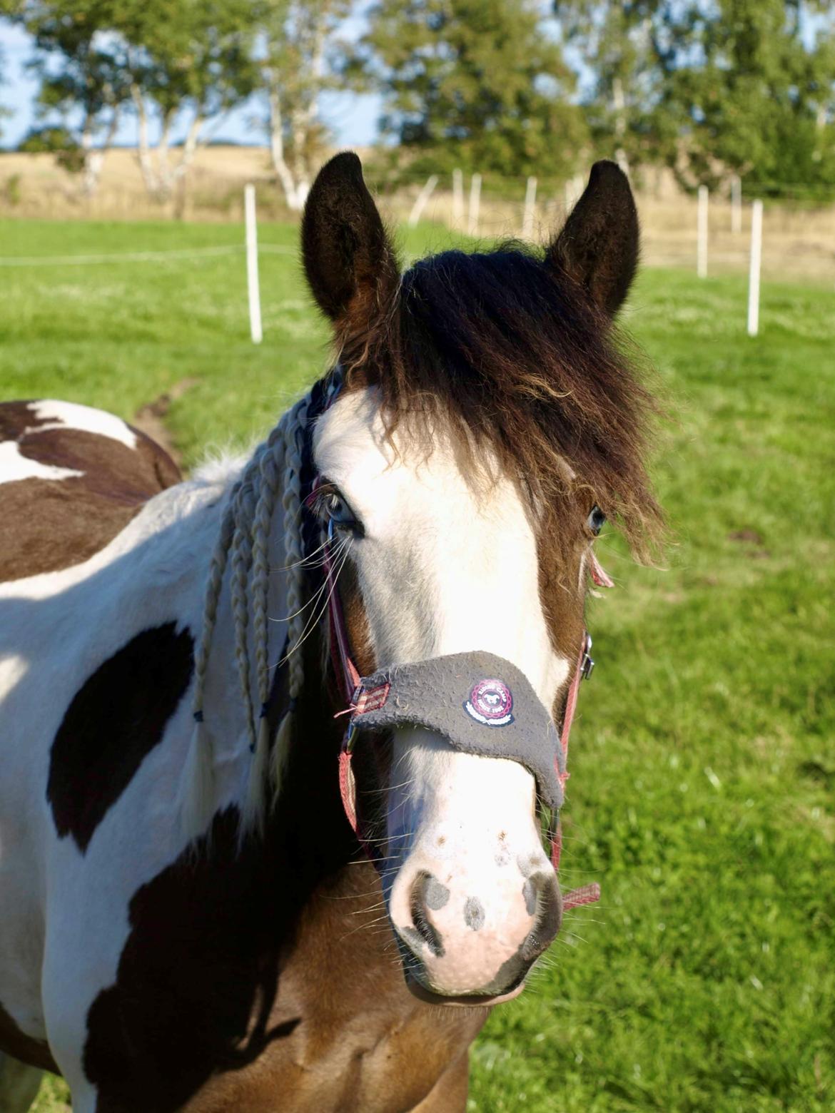 Tinker Ahlmann's brown girl tessa ( Solgt)  billede 4
