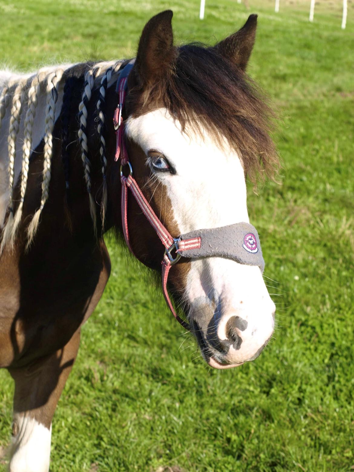 Tinker Ahlmann's brown girl tessa ( Solgt)  billede 5