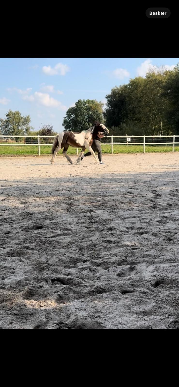 Tinker Ahlmann's brown girl tessa ( Solgt)  billede 7