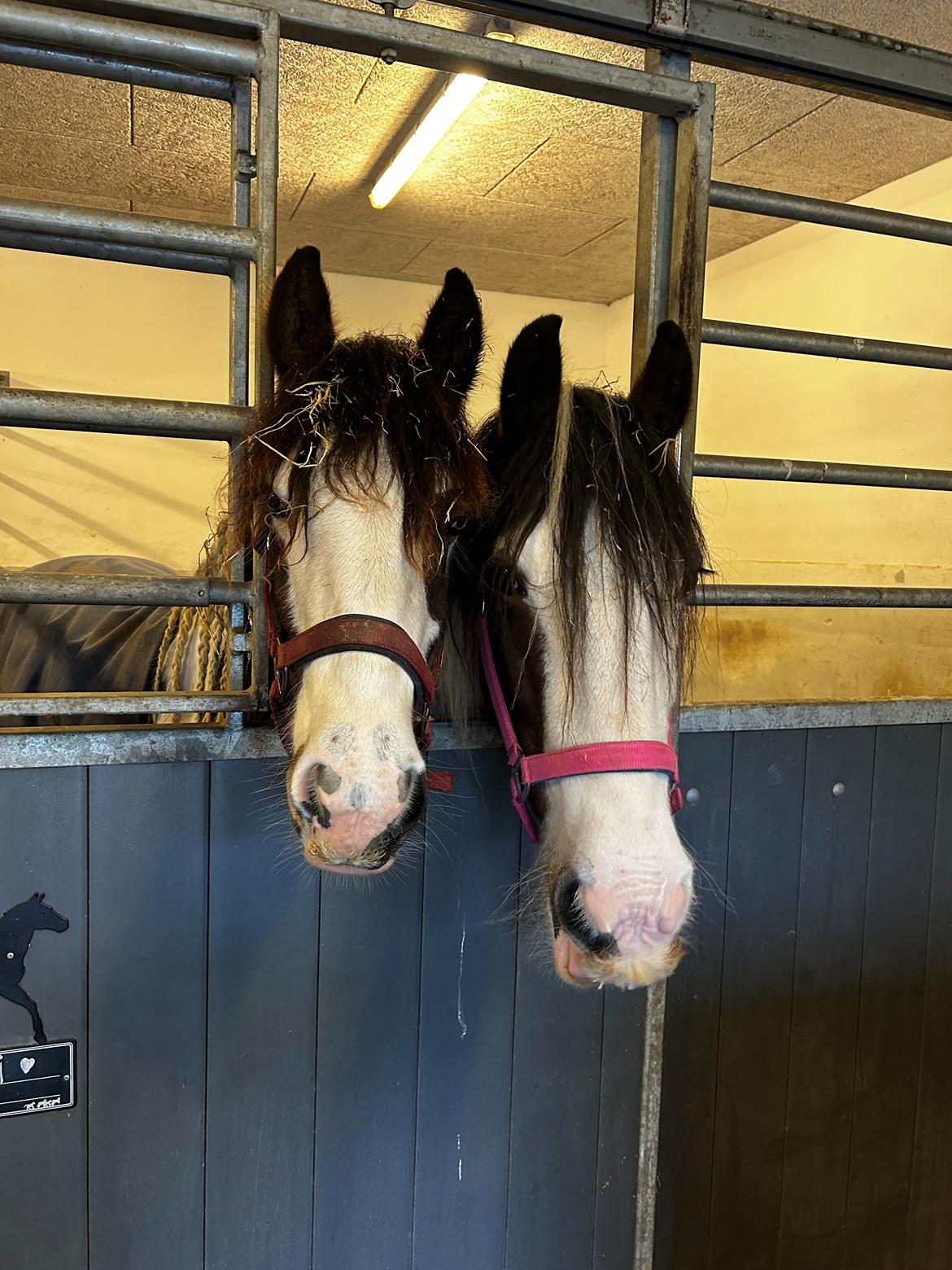 Tinker Ahlmann's brown girl tessa ( Solgt)  billede 8