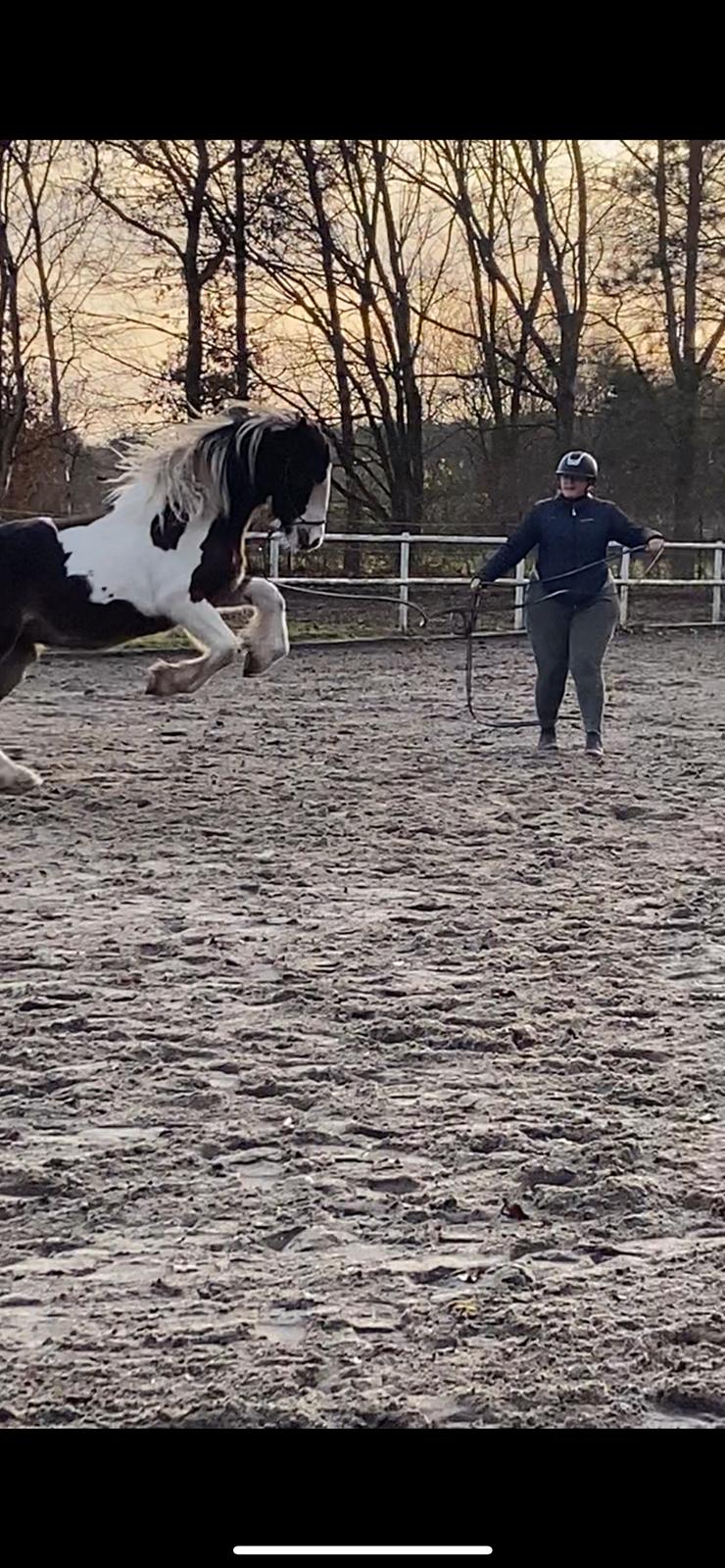 Tinker Ahlmann's brown girl tessa ( Solgt)  billede 10