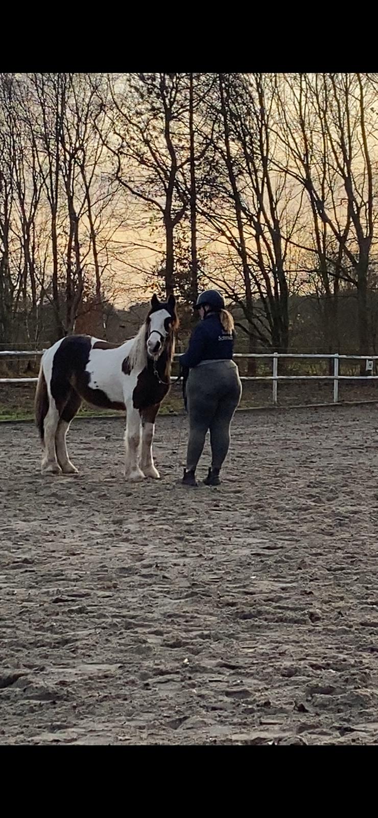 Tinker Ahlmann's brown girl tessa ( Solgt)  billede 11