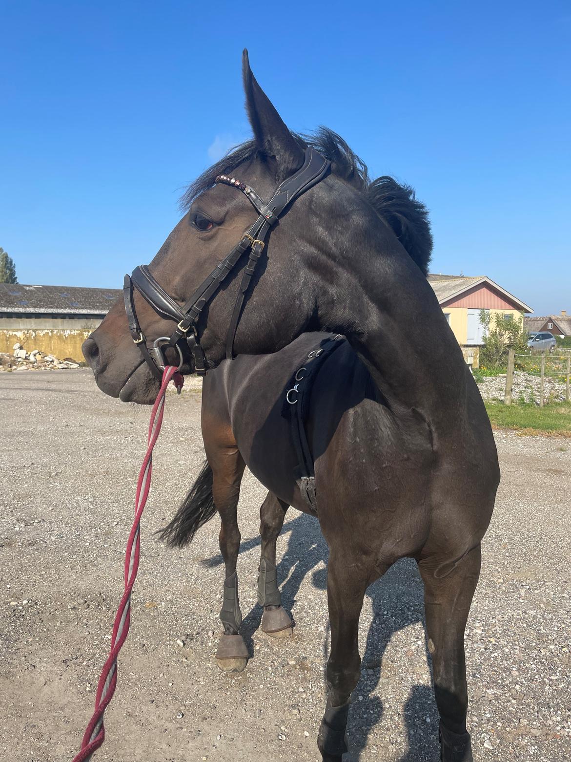 Traver Dunella Kårsgård  billede 1