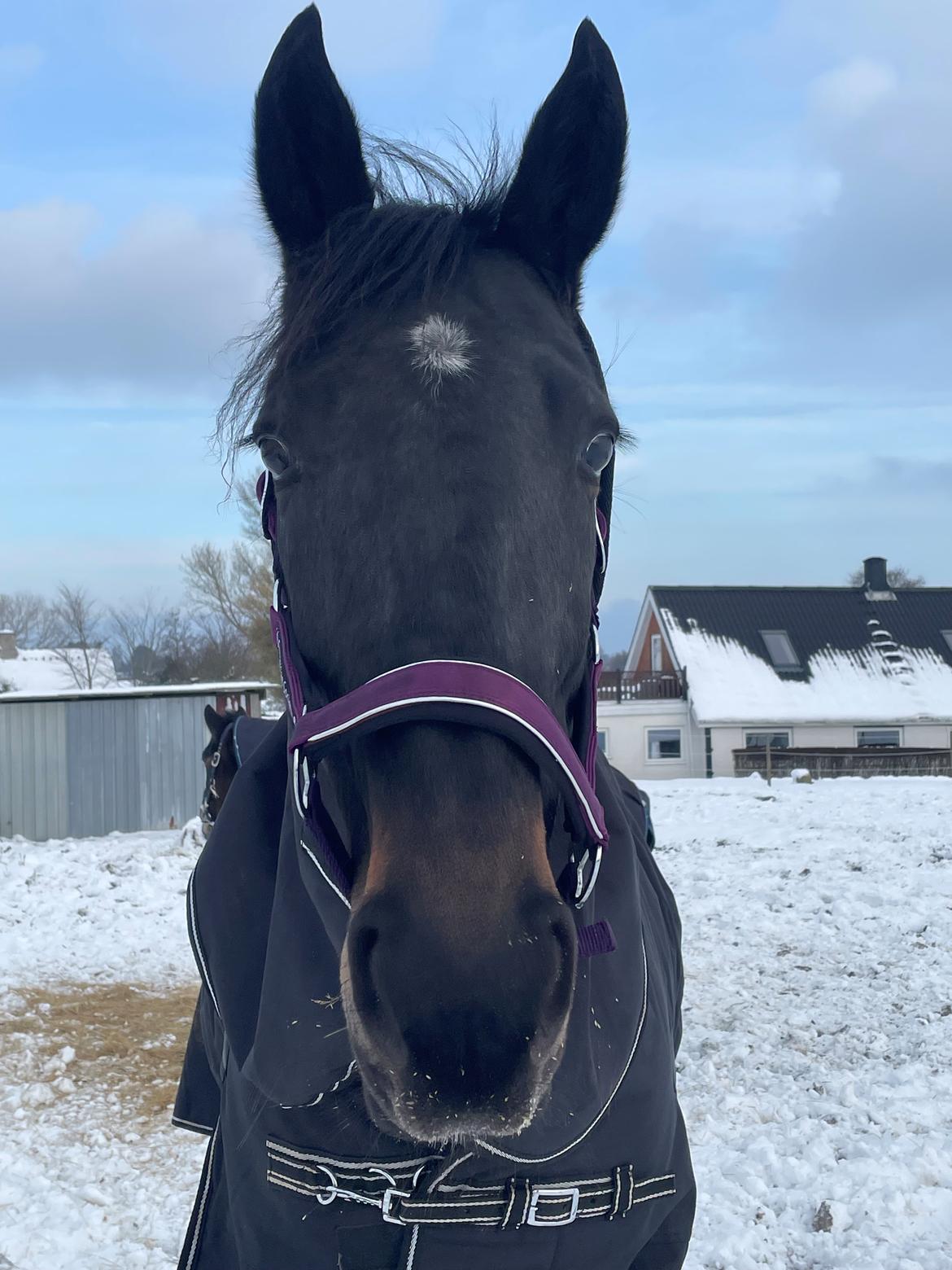 Traver Dunella Kårsgård  billede 2