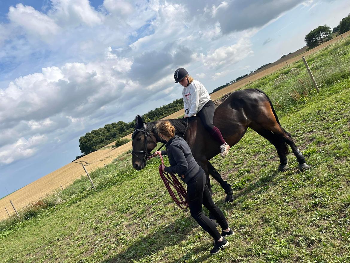 Traver Dunella Kårsgård  billede 4