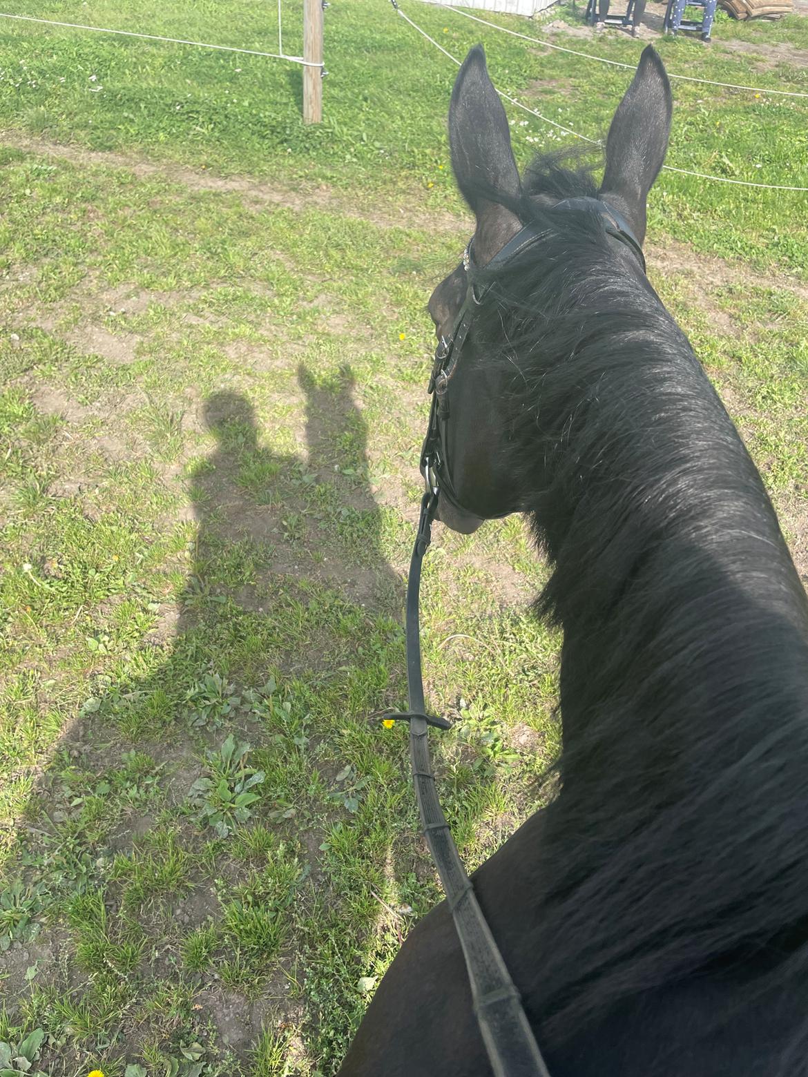 Traver Dunella Kårsgård  billede 6