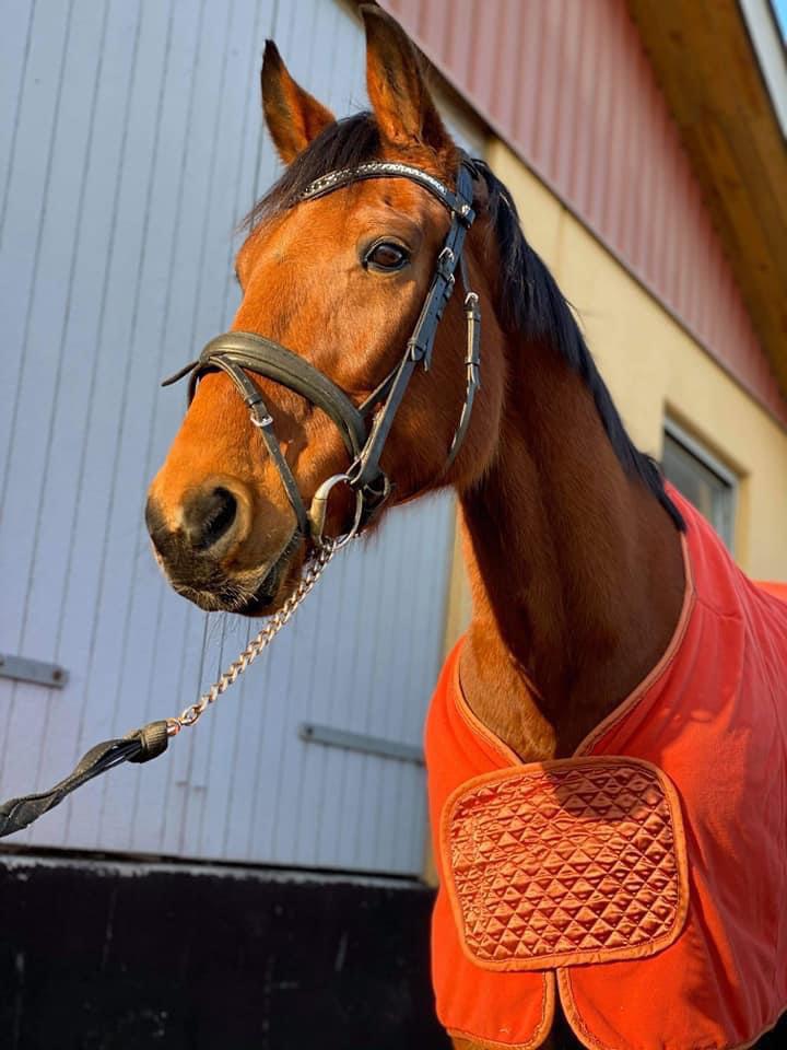 Traver Shiraz billede 5