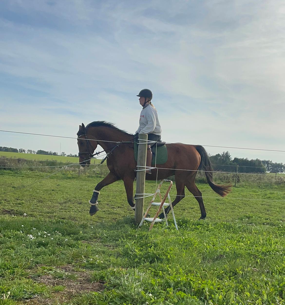 Traver Shiraz billede 6