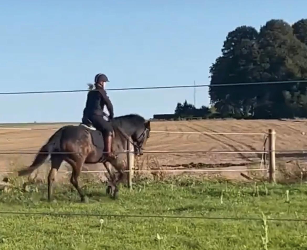 Anden særlig race Emil billede 4