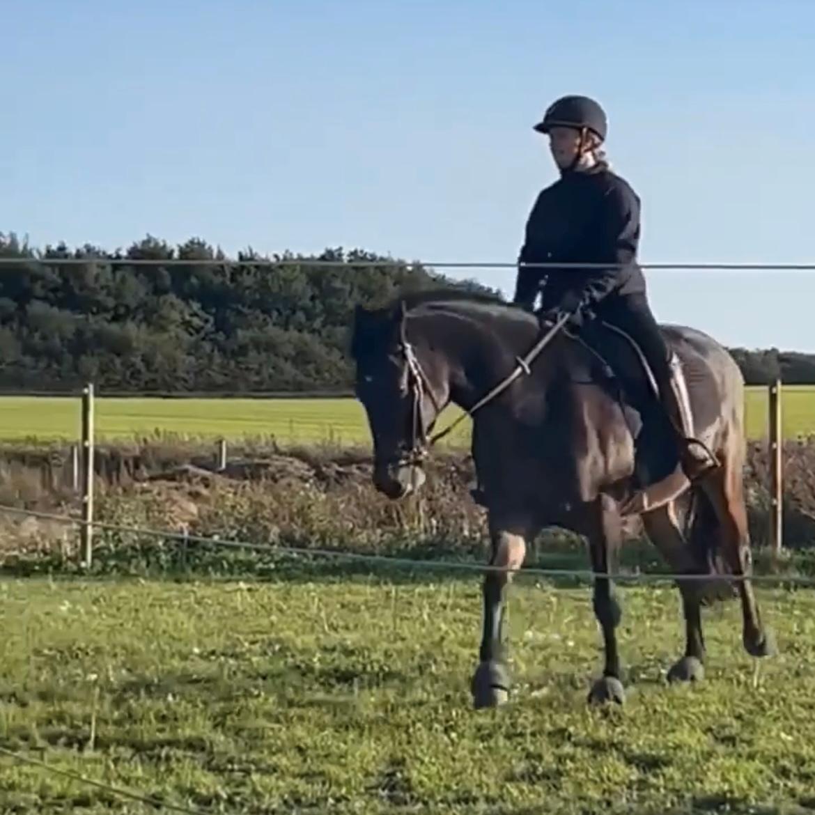 Anden særlig race Emil billede 5