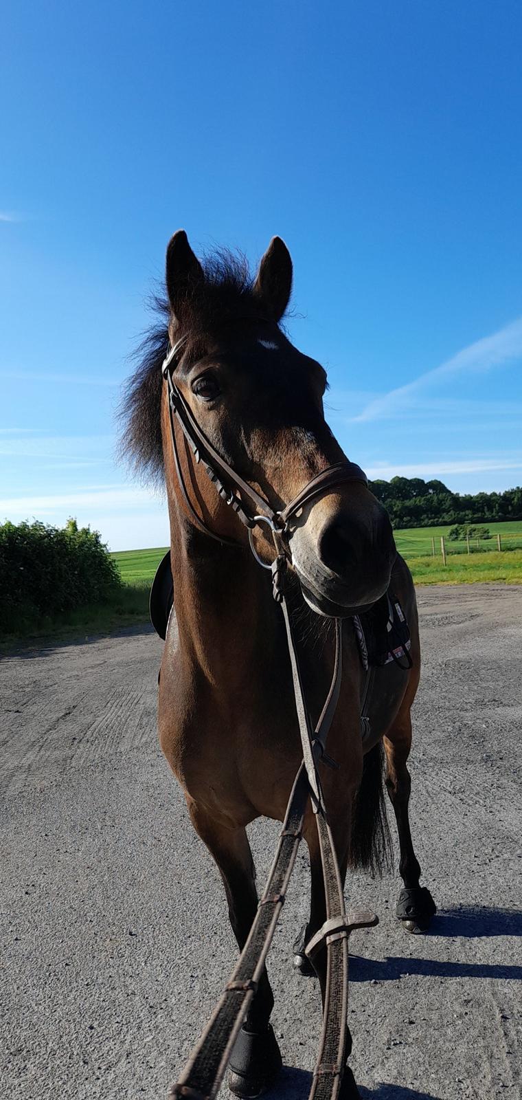 Anden særlig race Emil billede 7