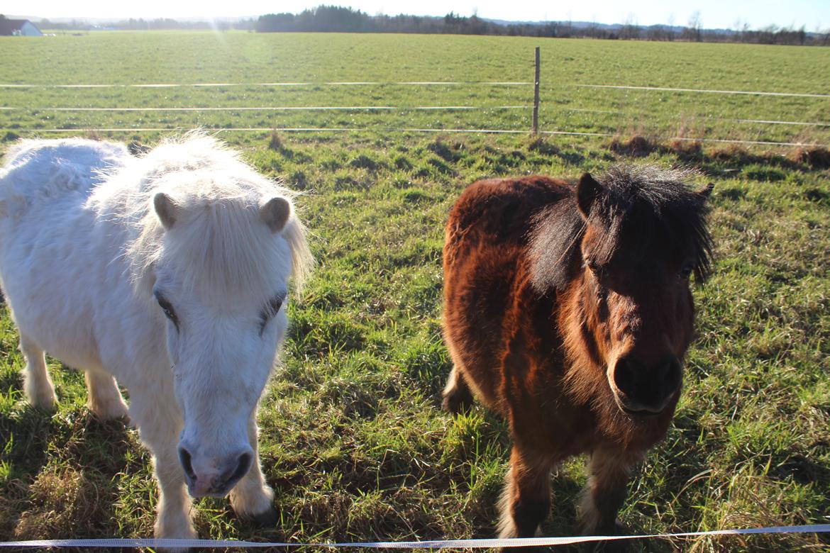 Shetlænder Thor - Februar 2025 billede 18