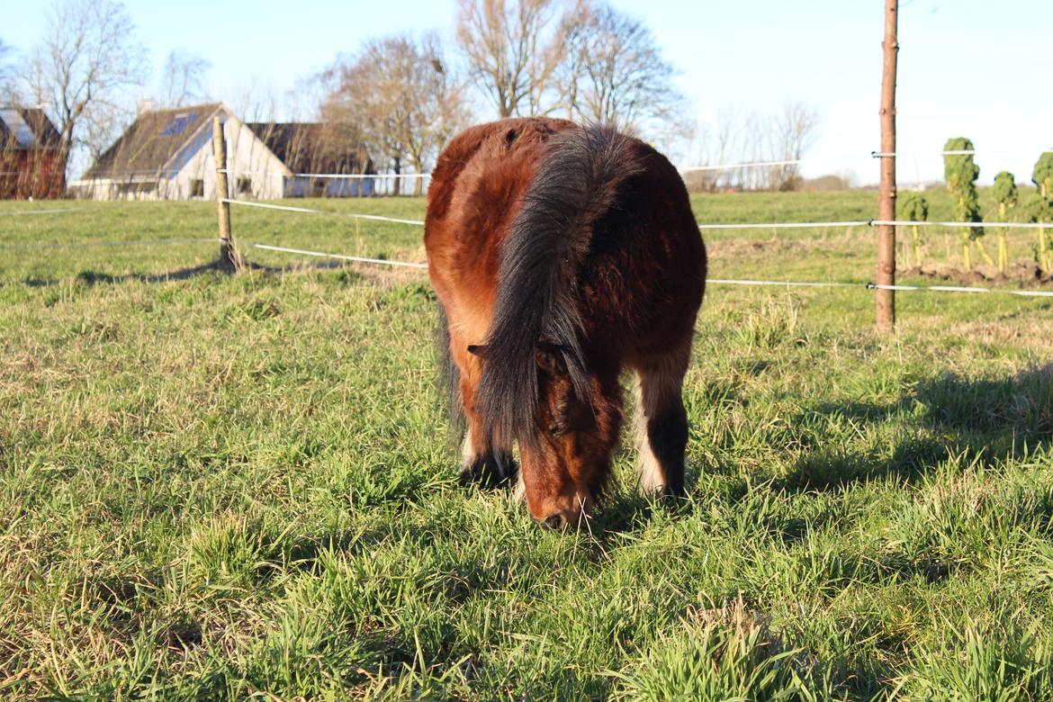 Shetlænder Thor - Februar 2025 billede 19