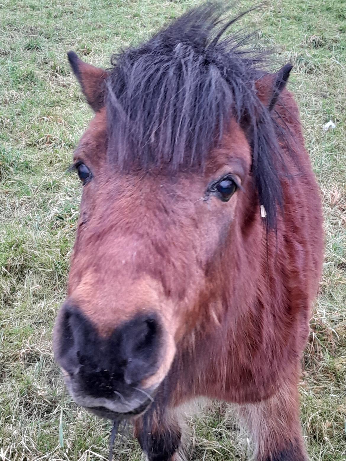 Shetlænder Thor - Februar 2025 billede 20