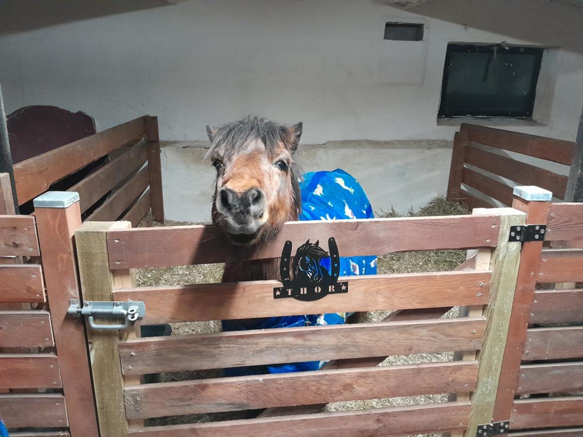 Shetlænder Thor - Januar 2025 billede 21