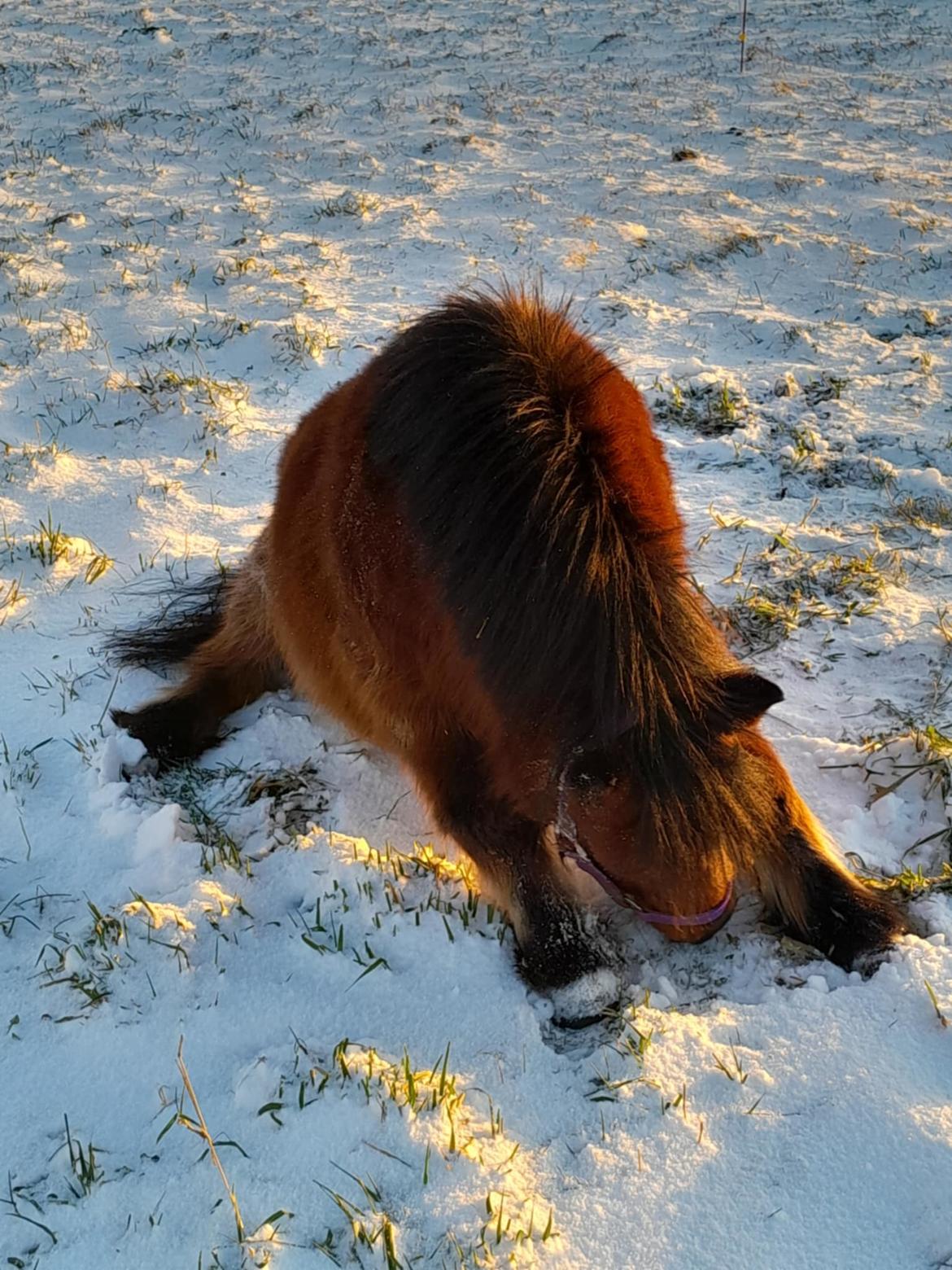 Shetlænder Thor - Januar 2025 Når maven den klør billede 22