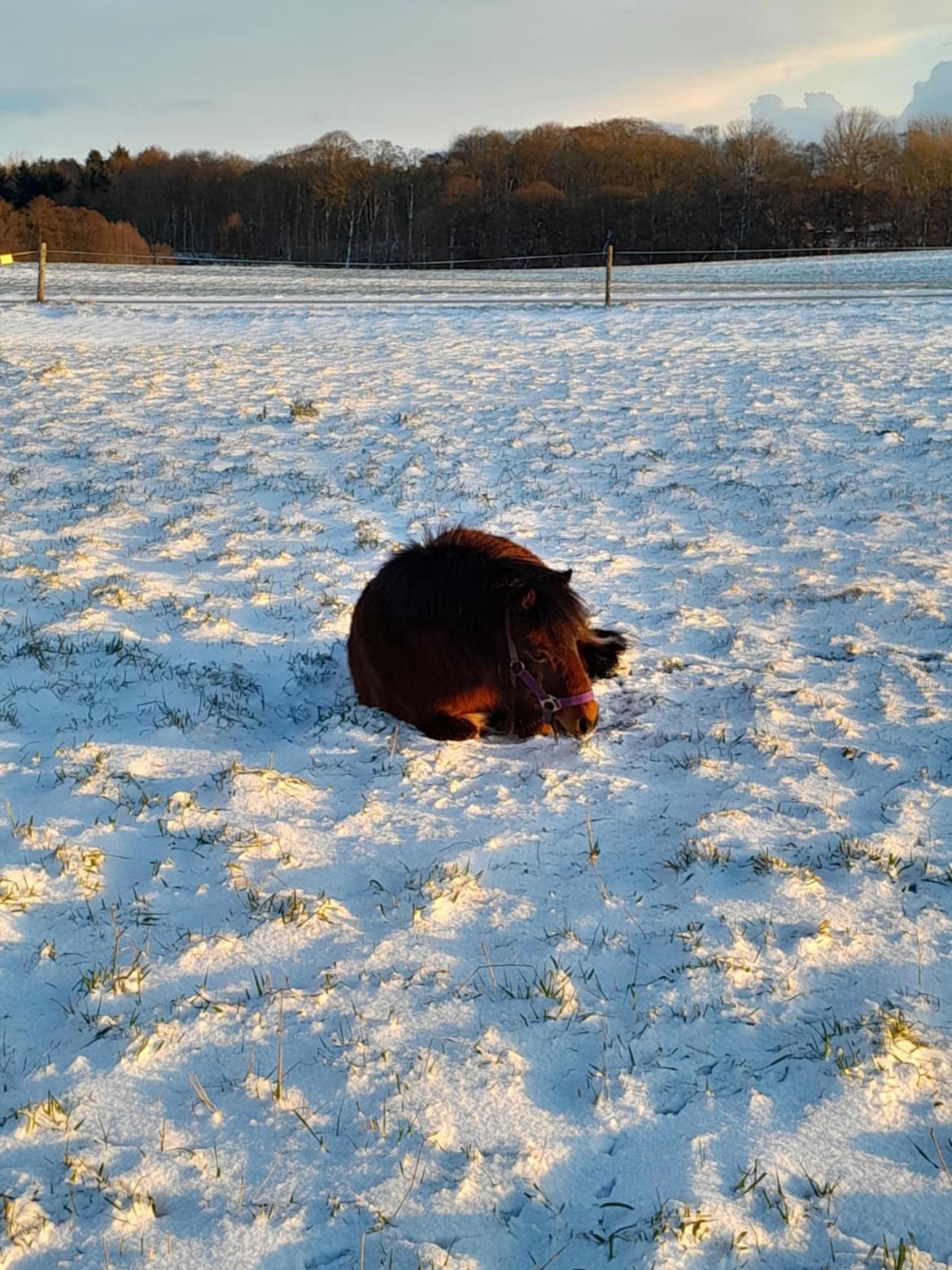 Shetlænder Thor - Januar 2025 billede 23
