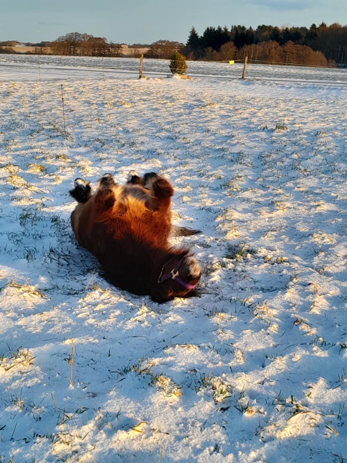 Shetlænder Thor - Januar 2025 billede 24