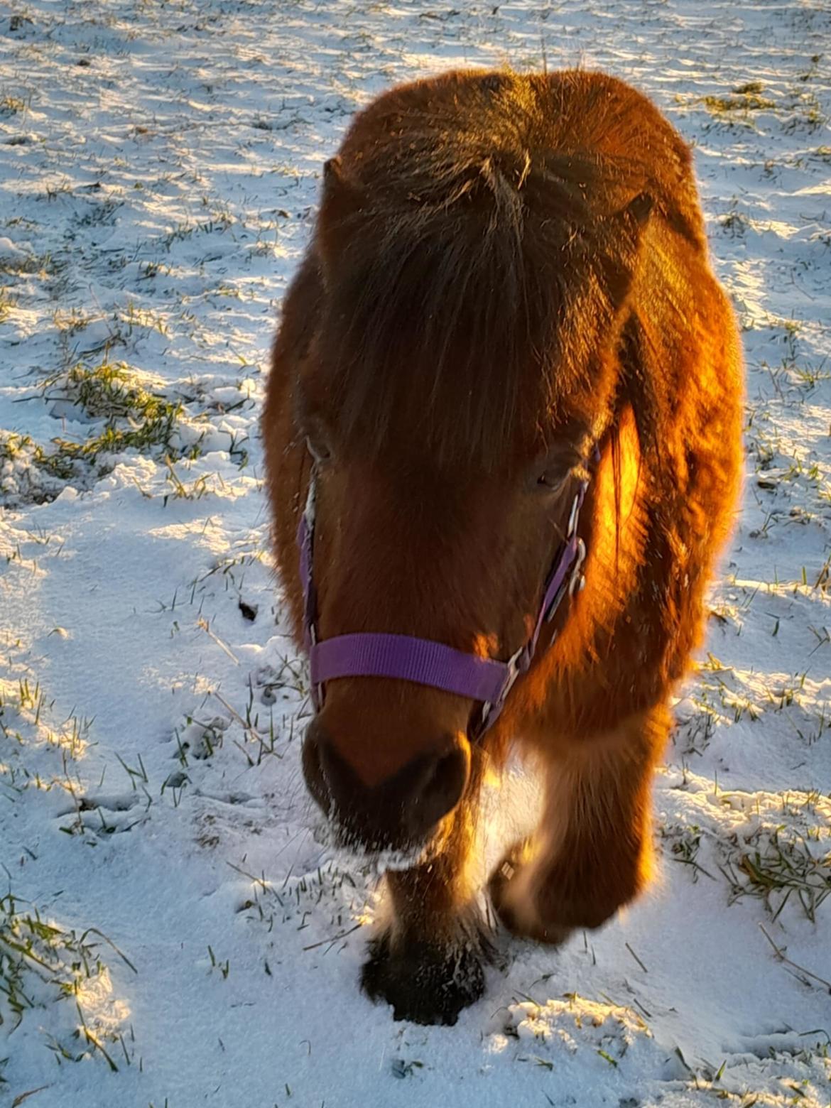 Shetlænder Thor - Januar 2025 billede 25