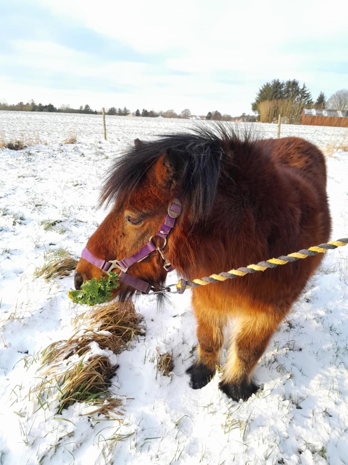 Shetlænder Thor - Januar 2025 billede 26