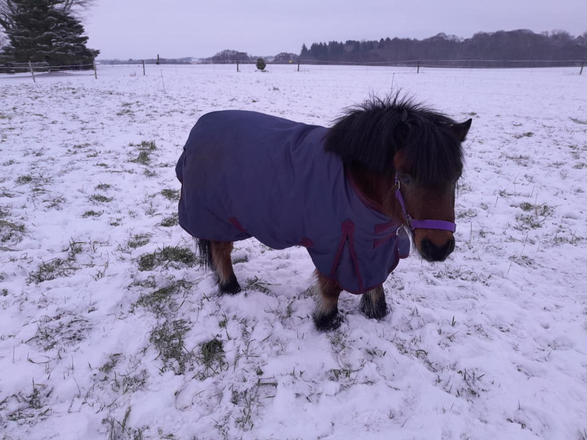Shetlænder Thor - Januar 2025 billede 27