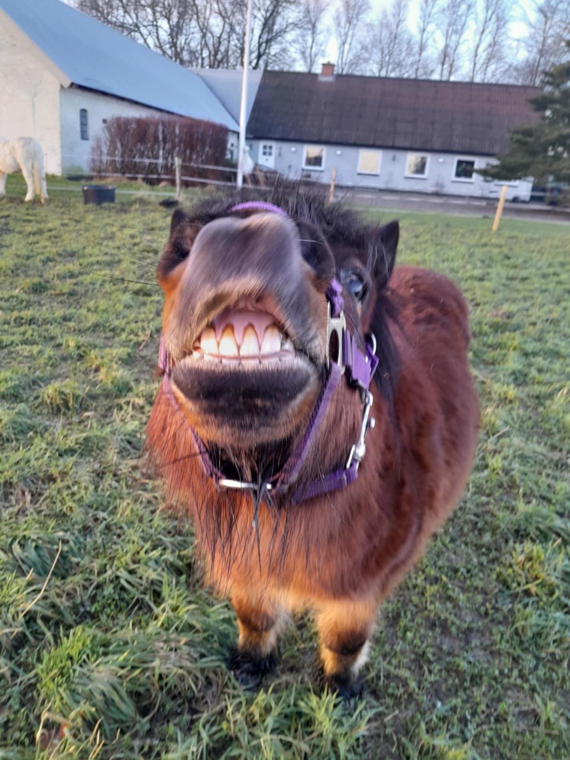 Shetlænder Thor - Januar 2025 billede 29