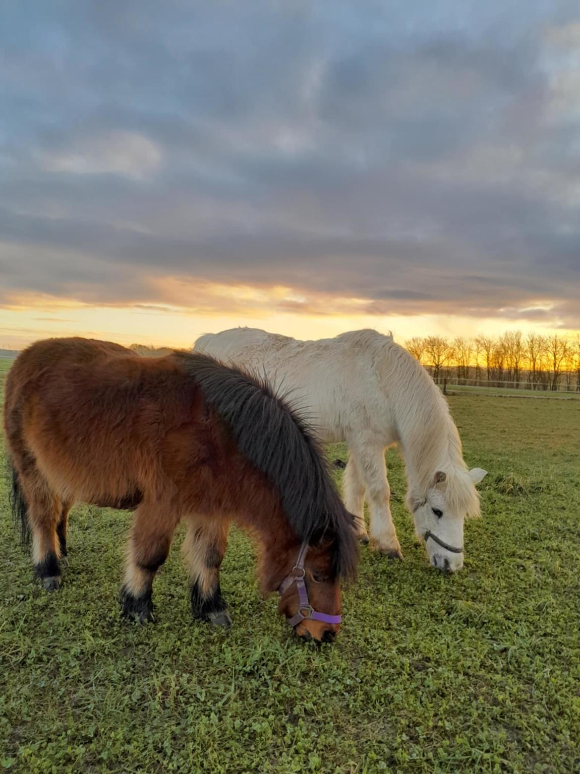 Shetlænder Thor - Januar 2025 billede 30