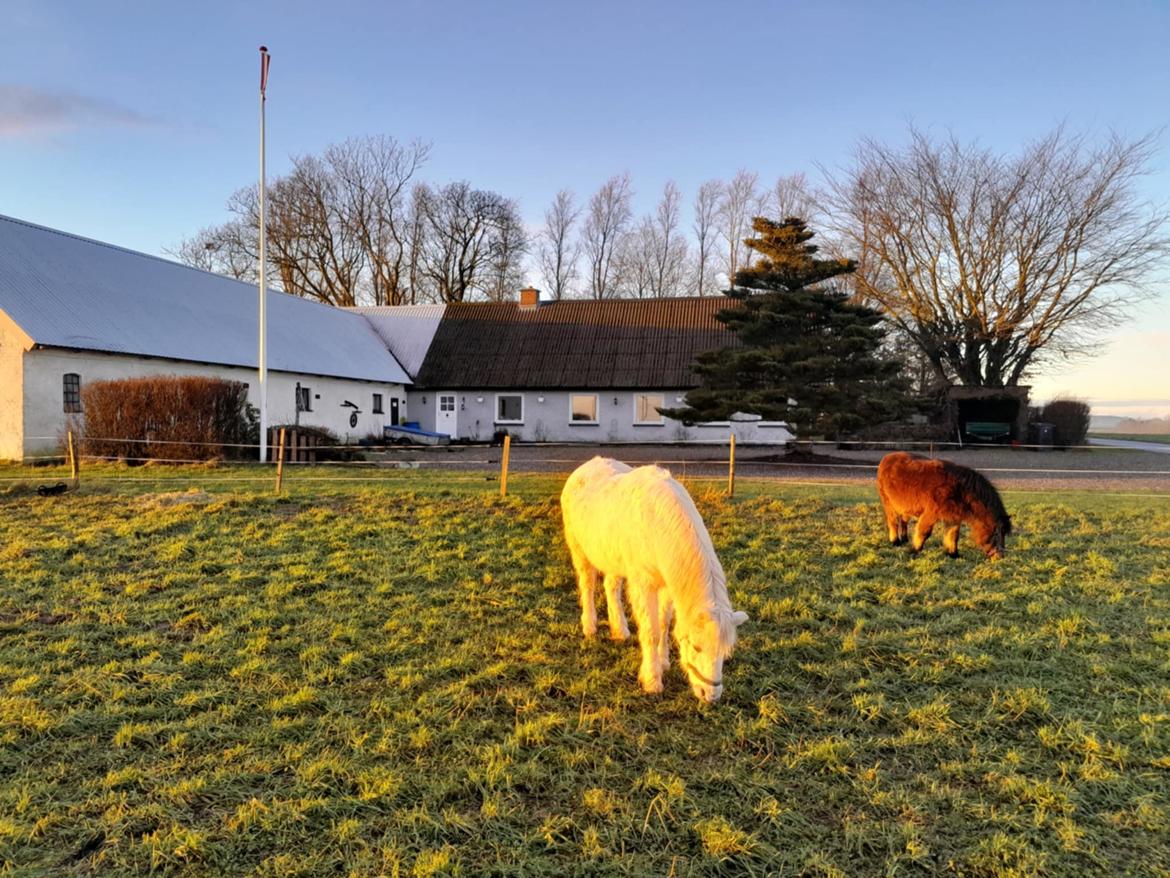 Shetlænder Thor - Januar 2025 billede 31