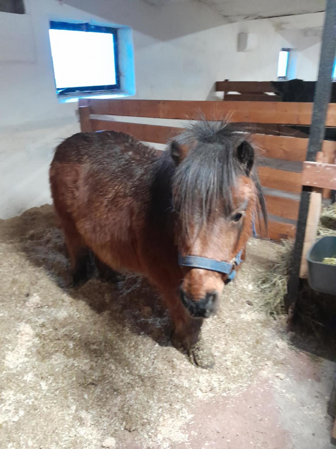 Shetlænder Thor - 07.12-2024 netop ankommet gården, hvor de skal stå vinteropstaldet billede 33