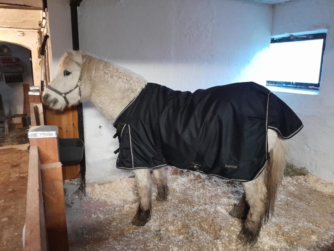 Welsh Mountain (sec A) Snehvide (Sne) - 07.12-2024 Lige ankommet til vinterstalden billede 19