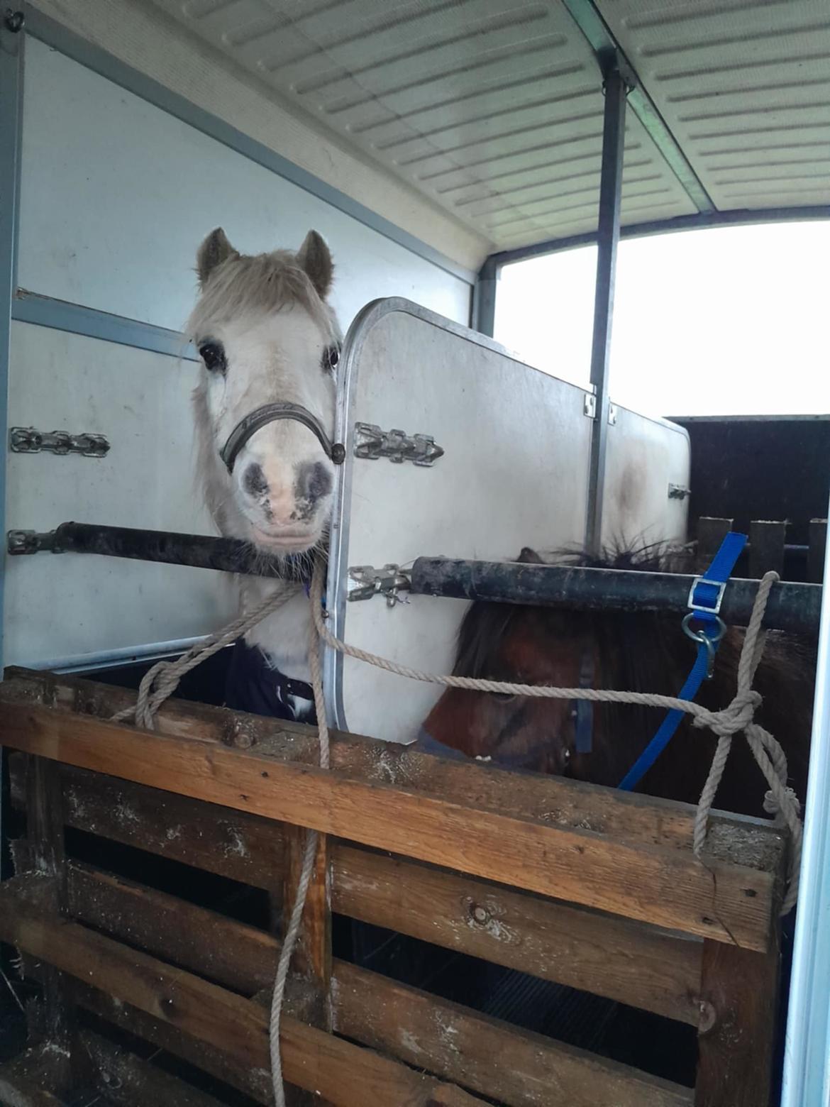 Welsh Mountain (sec A) Snehvide (Sne) - 07.12-2024 Lige ankommet til vinterstalden billede 20