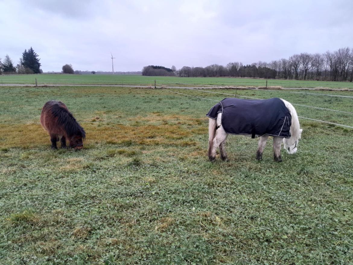 Welsh Mountain (sec A) Snehvide (Sne) - 07.12-2024 1. gang på fold, efter ankomst til vinteropstaldningsstedet billede 21