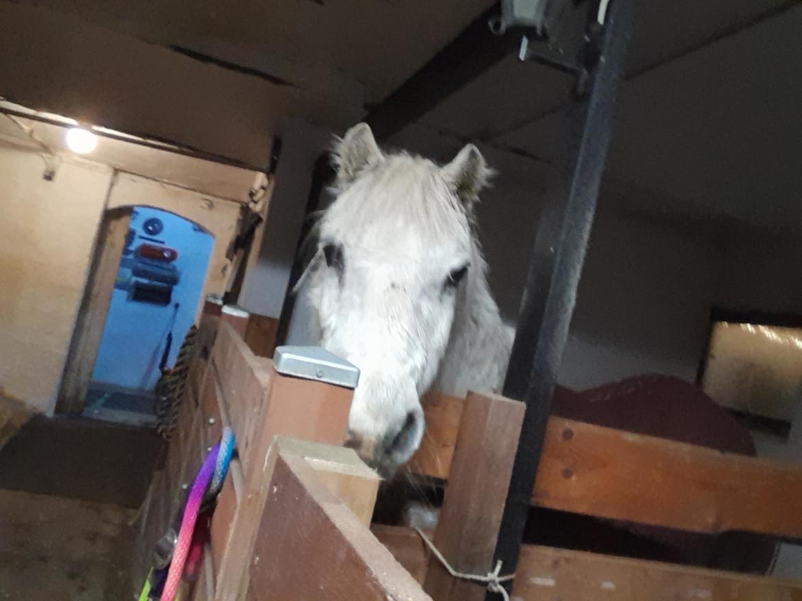 Welsh Mountain (sec A) Snehvide (Sne) - Januar 2025 billede 22