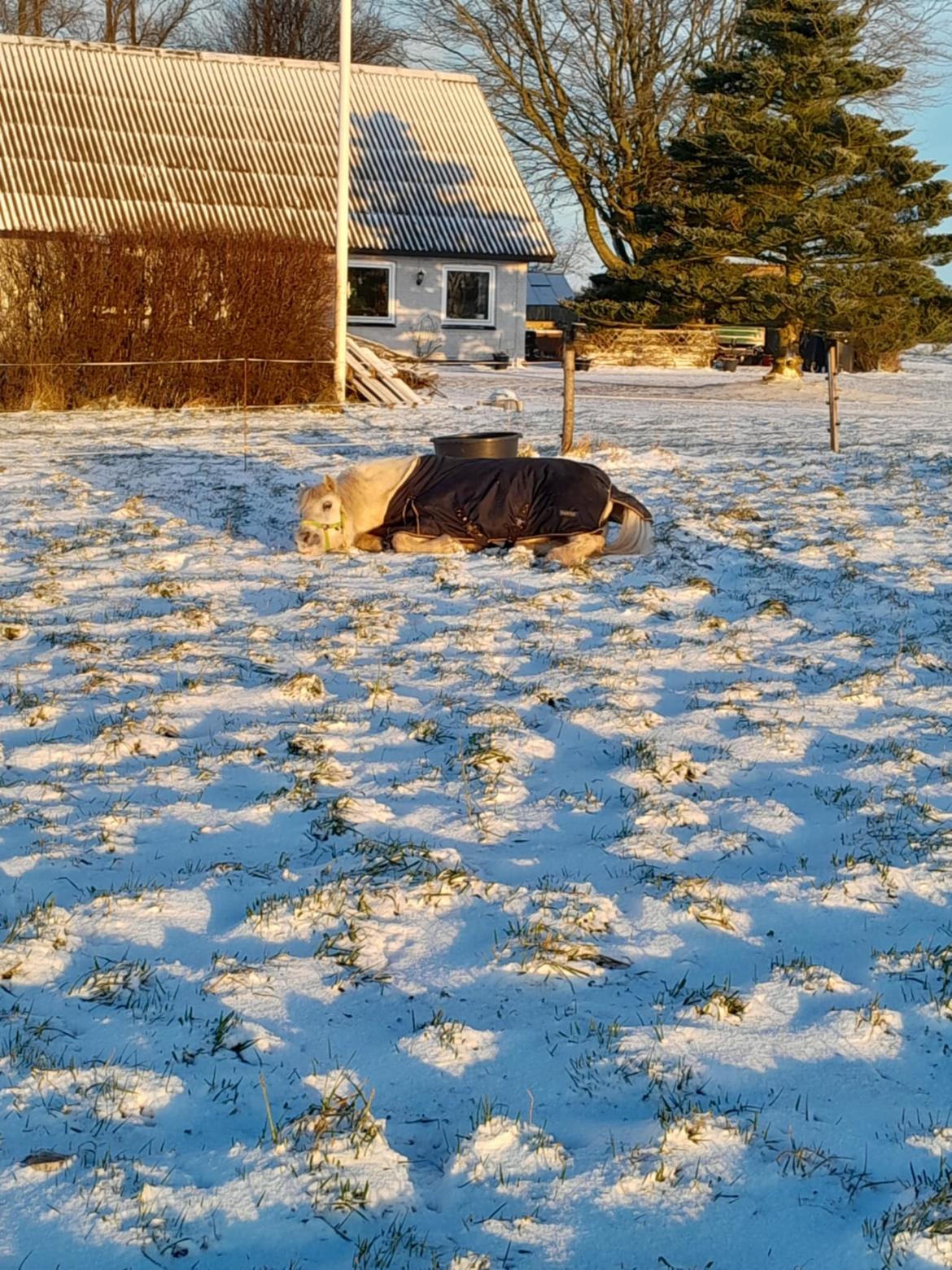 Welsh Mountain (sec A) Snehvide (Sne) - Januar 2025 billede 23