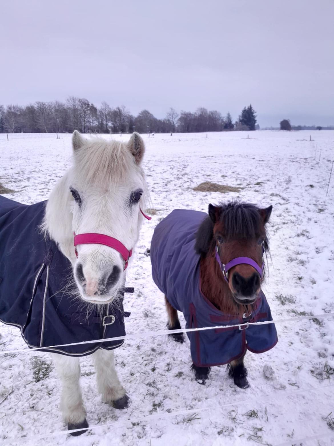 Welsh Mountain (sec A) Snehvide (Sne) - Januar 2025 billede 24