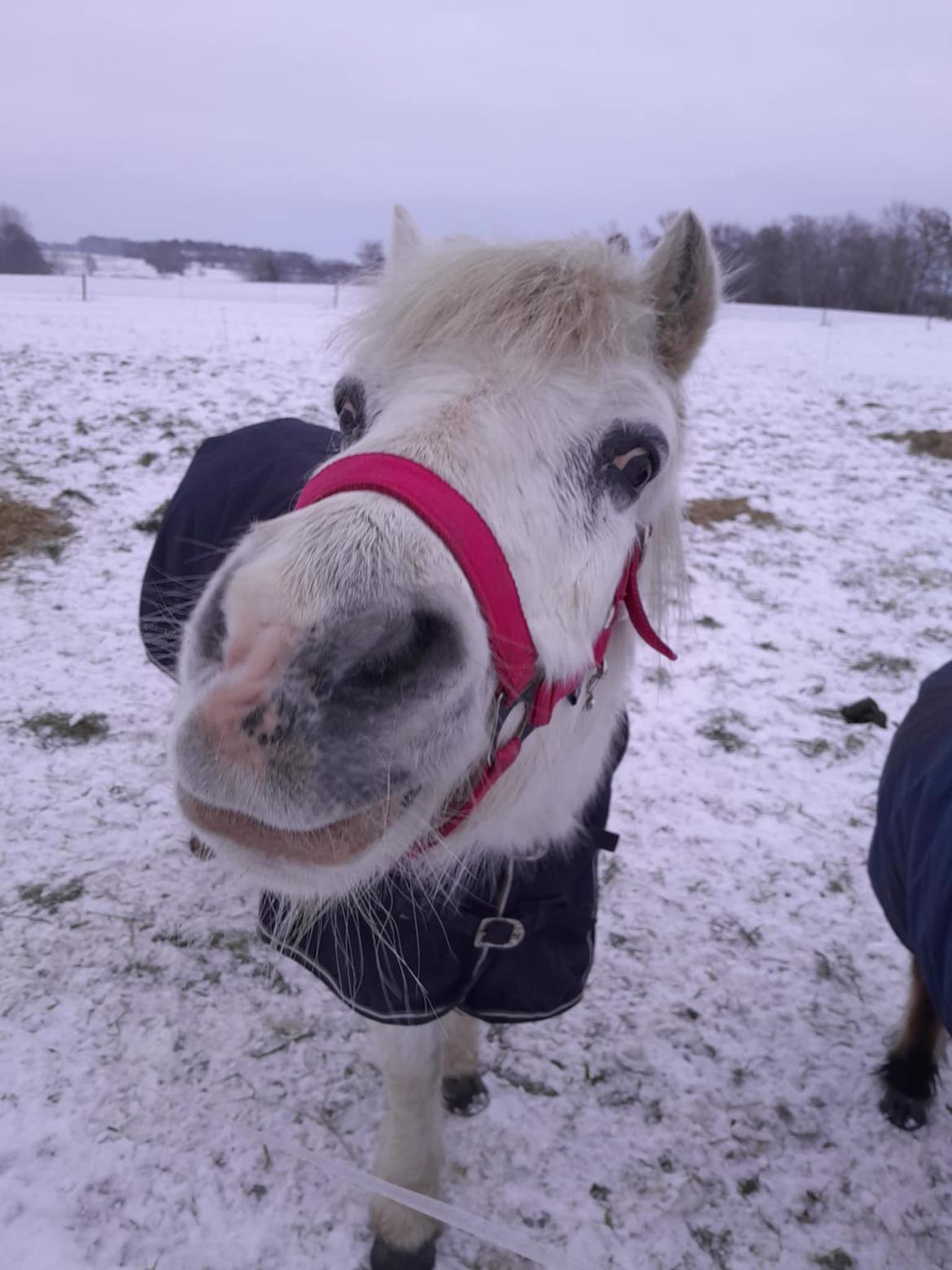 Welsh Mountain (sec A) Snehvide (Sne) - Januar 2025 billede 25